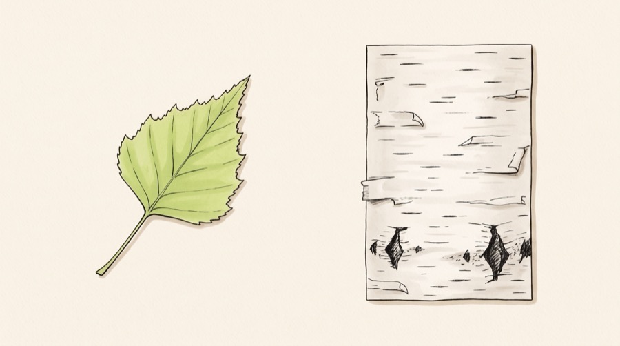 A small triangular birch leaf beside a panel of white papery bark with lenticels and black diamonds